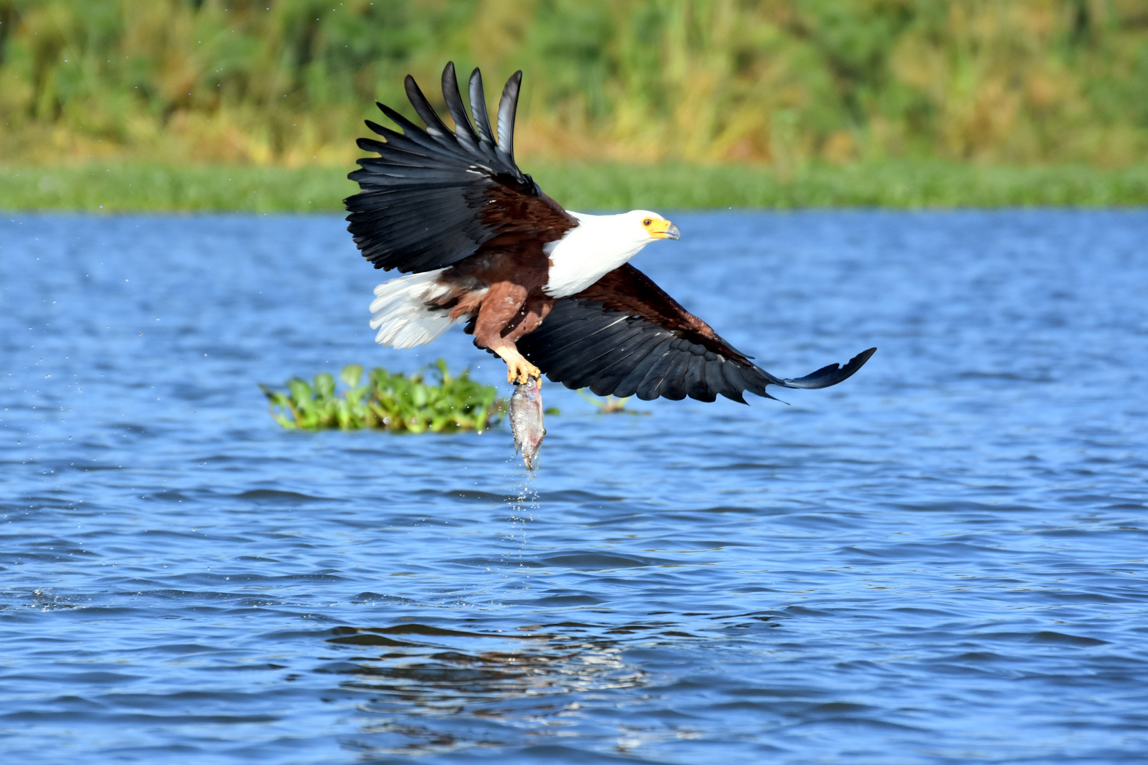 Seeadler am Lake Naivasha