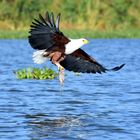 Seeadler am Lake Naivasha