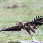 Seeadler am Luderplatz (4)