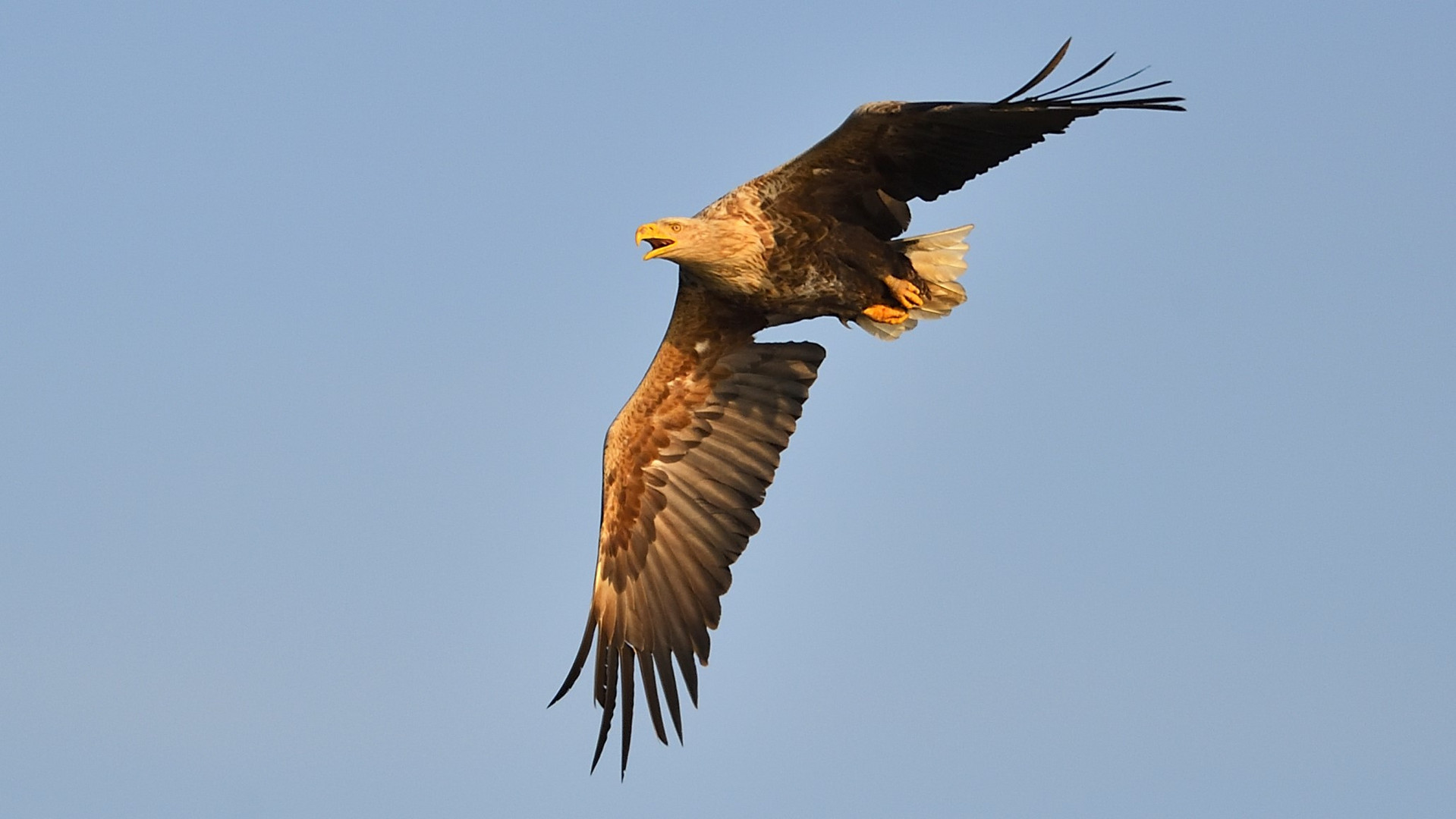 Seeadler am Morgen !