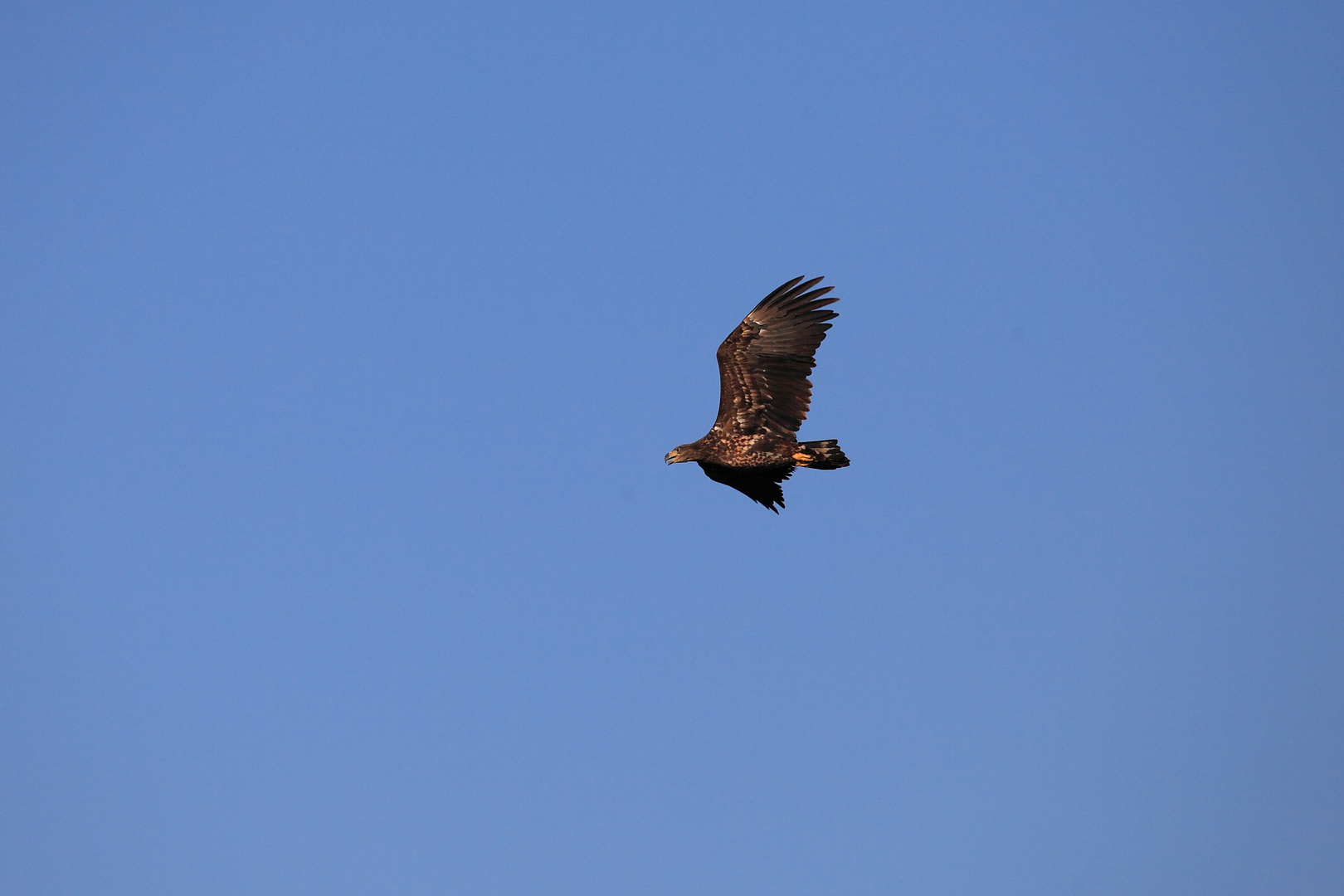 Seeadler am Niederrhein !! ( DOKU)