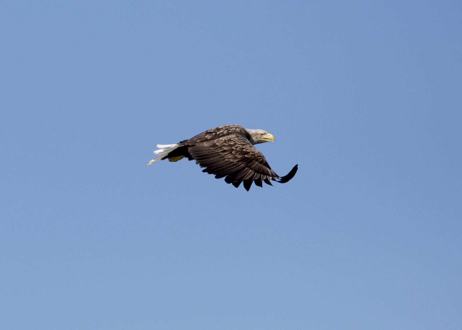 Seeadler am Nordkap