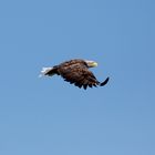 Seeadler am Nordkap