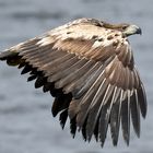 Seeadler am Plauer See 