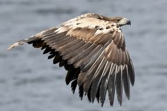 Seeadler am Plauer See 