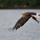 Seeadler am Romsdalfjord