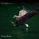 Seeadler am Romsdalfjord...