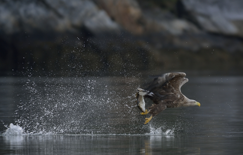 Seeadler am Romsdalfjord...