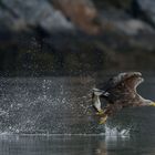 Seeadler am Romsdalfjord...