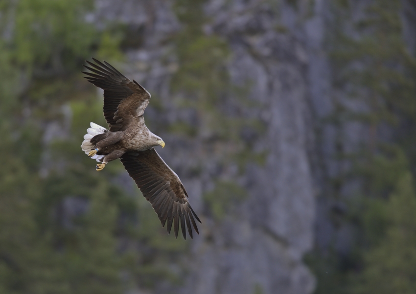 Seeadler am Romsdalfjord,