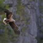 Seeadler am Romsdalfjord,