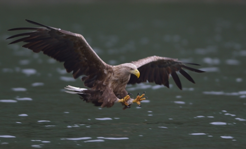 Seeadler am Romsdalfjord, Juni 2014...