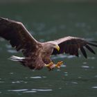 Seeadler am Romsdalfjord, Juni 2014...