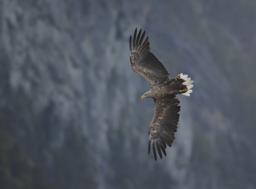 Seeadler am Romsdalfjord, Mai 2014...