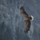 Seeadler am Romsdalfjord, Mai 2014...