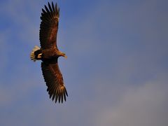 Seeadler am Romsdalsfjord...