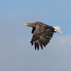 Seeadler am Schwansener See