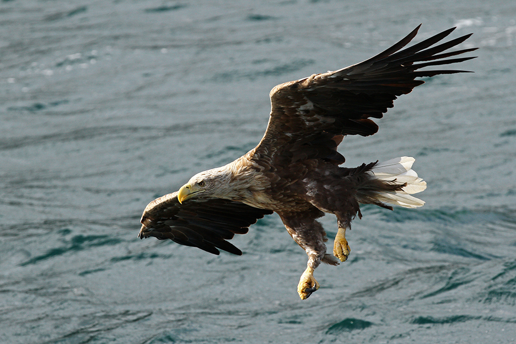 Seeadler am Trollfjord