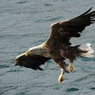 Seeadler am Trollfjord