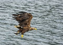 Seeadler am Trollfjord