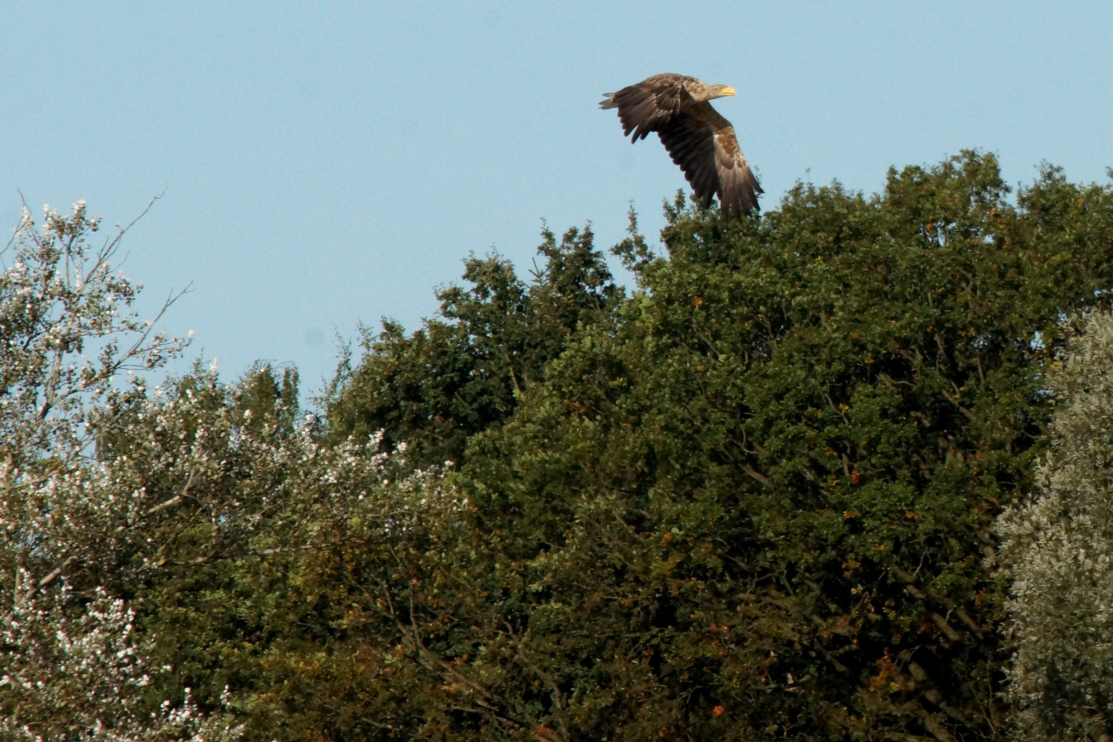 Seeadler - Ammersebek Nr.