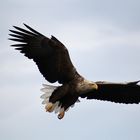 Seeadler an den Feldberger Seen