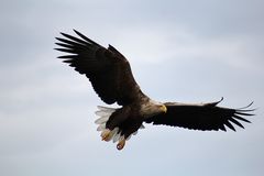 Seeadler an den Feldberger Seen