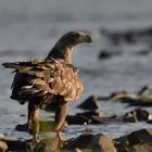 Seeadler an der Elbe