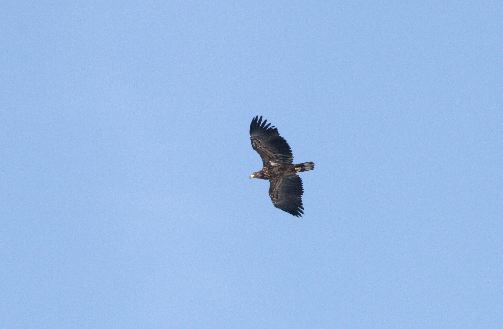 Seeadler an der Elbe