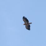 Seeadler an der Elbe