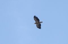 Seeadler an der Elbe