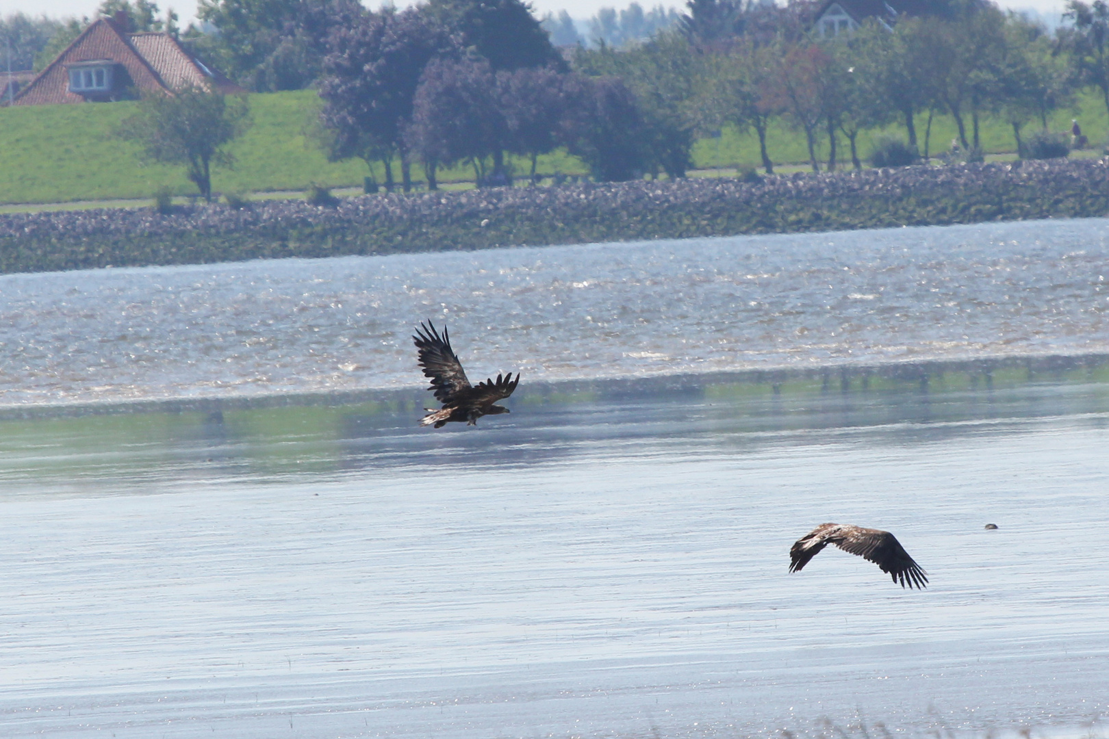 Seeadler an der Elbe