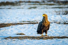 seeadler an der küste