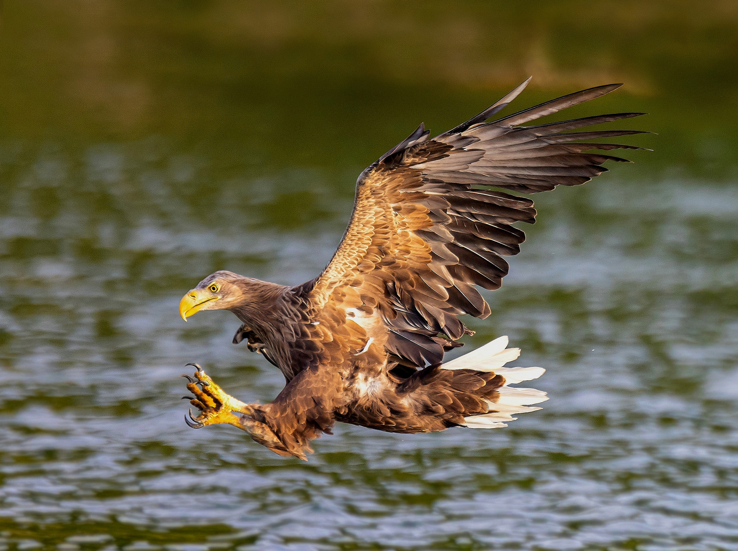 Seeadler an der Mecklenburgischen Seenplatte 