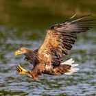 Seeadler an der Mecklenburgischen Seenplatte 