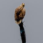 Seeadler an der Ostemündung