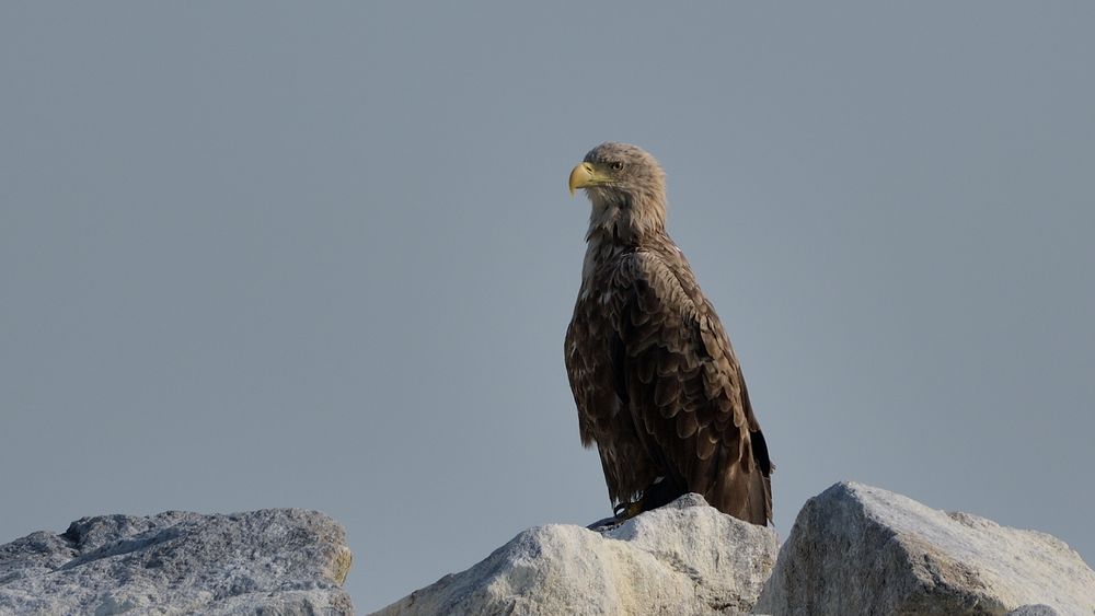 Seeadler an der Ostsee