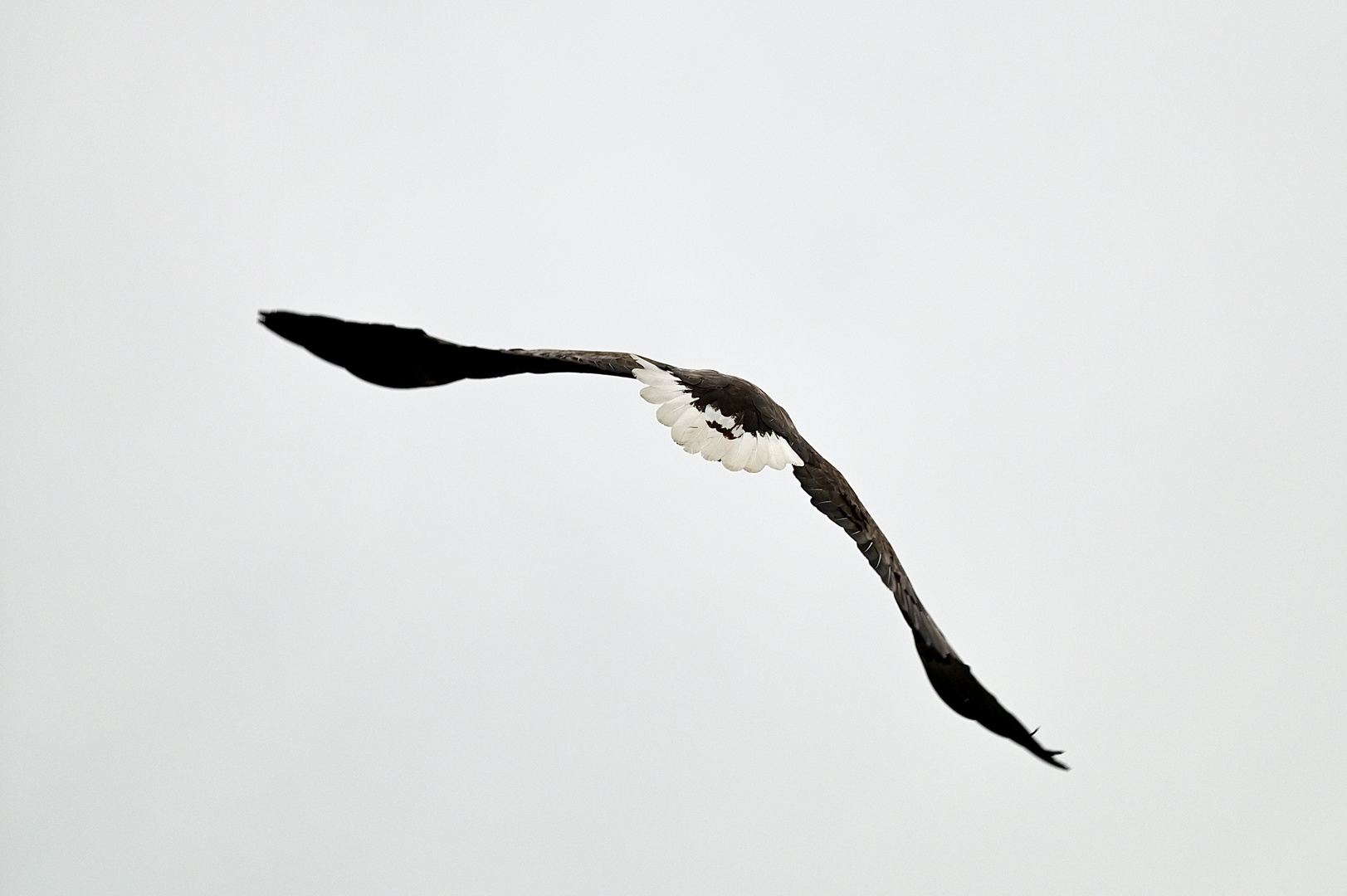 Seeadler an der Peene