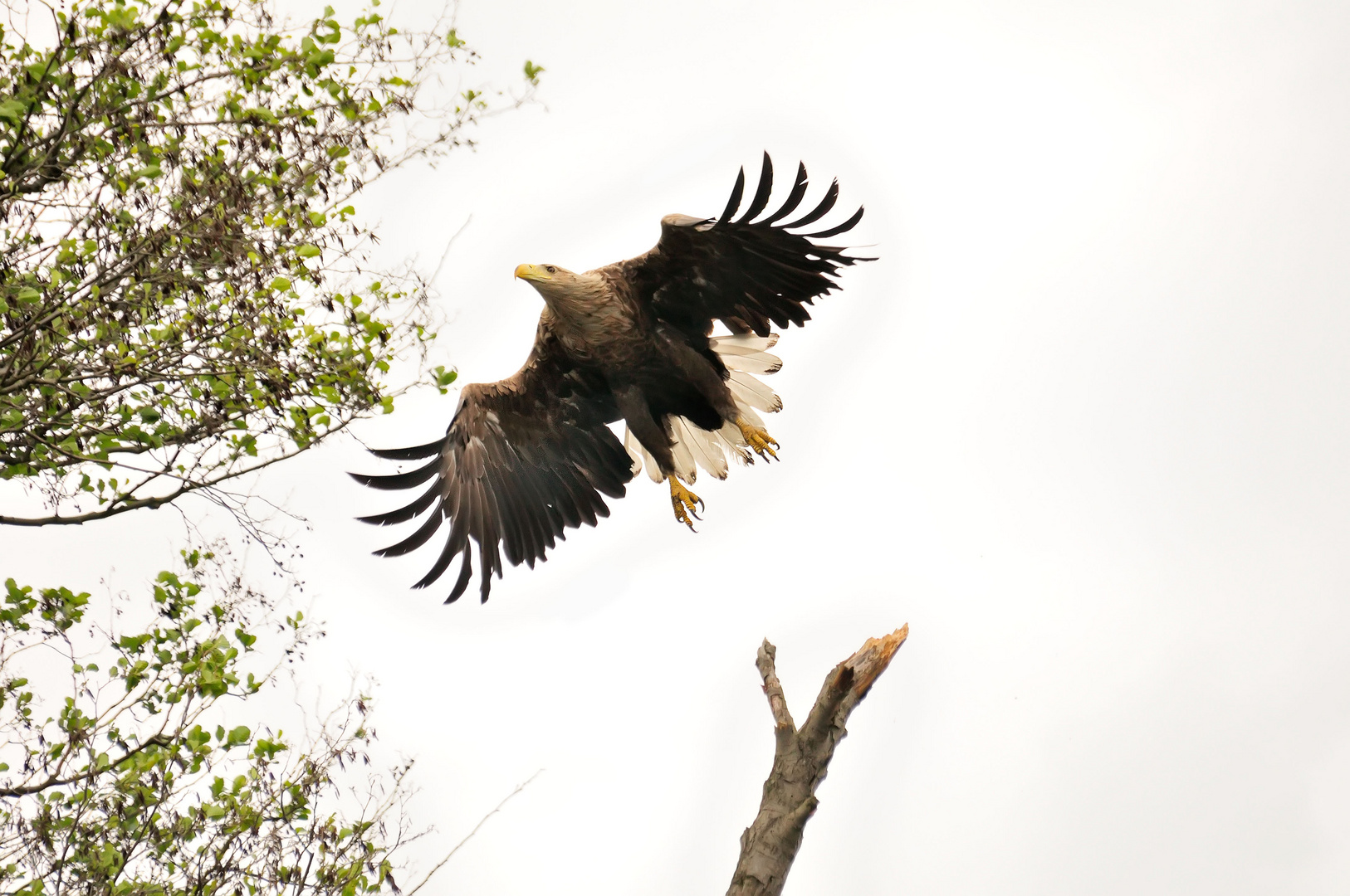 Seeadler an der Peene