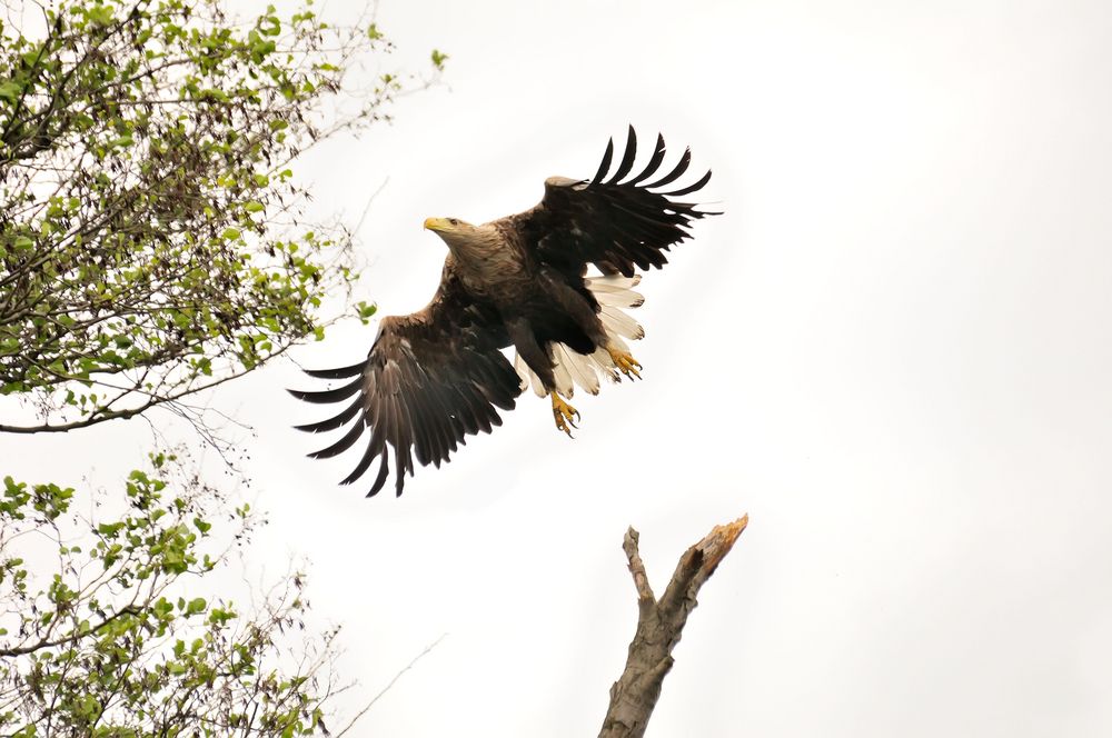 Seeadler an der Peene von Fotojunkie 