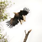 Seeadler an der Peene