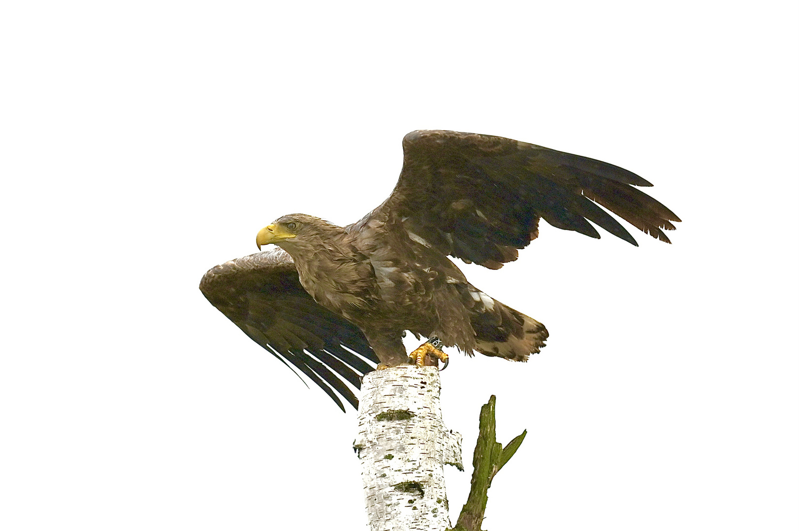 Seeadler an der Peene