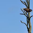 Seeadler an der Peene