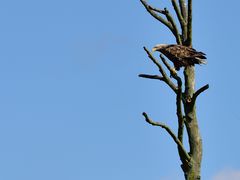 Seeadler an der Peene