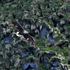 Seeadler an der Steilküste vor Bleik Vesteralen