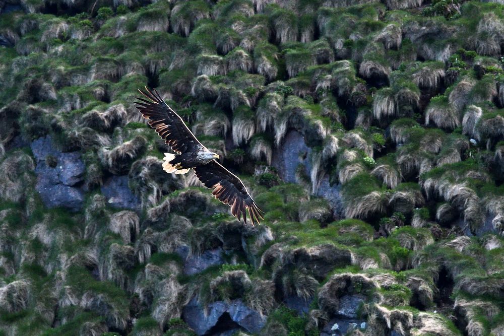 Seeadler an der Steilküste vor Bleik Vesteralen