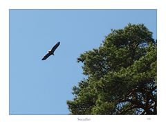 Seeadler an der Trebel