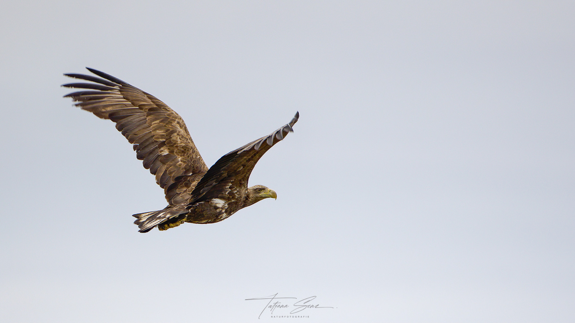 SEEADLER an einem bewölkten Tag