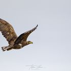 SEEADLER an einem bewölkten Tag