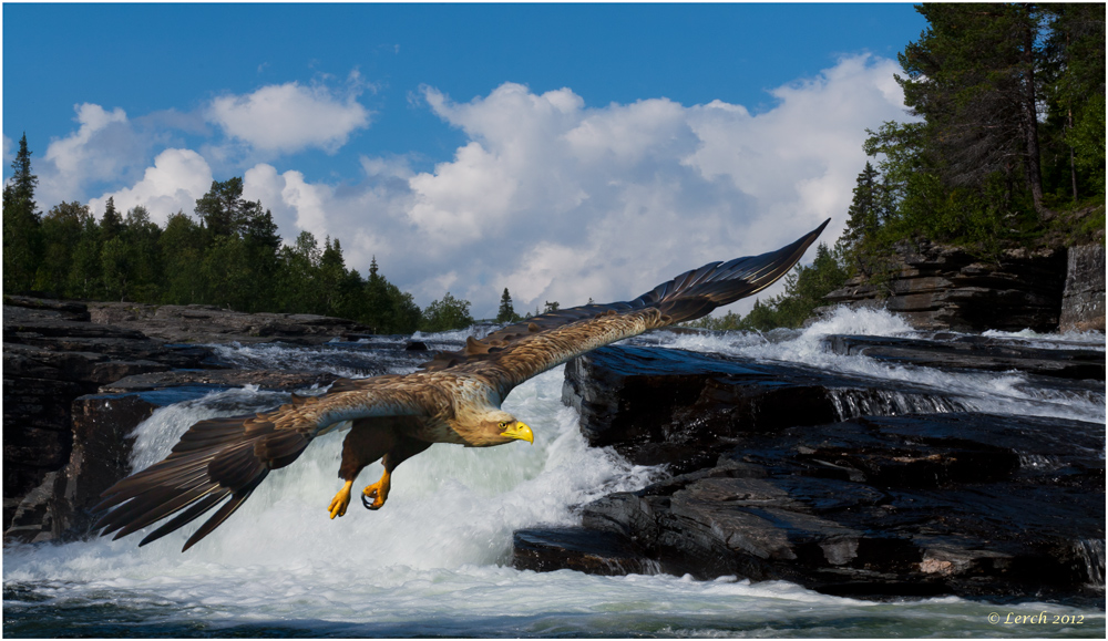 Seeadler an einem Fors in Lappland